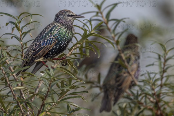 The plumage of the starling (Sturnus vulgaris) shines in the sunlight in beautiful shades of green and blue, colourful, resting dress, plumage, Germany