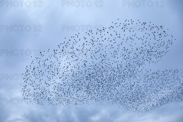 Starlings (Sturnus vulgaris) gather over the roost, autumn migration, spring migration, bird migration, assembly point, flight formation, Denmark