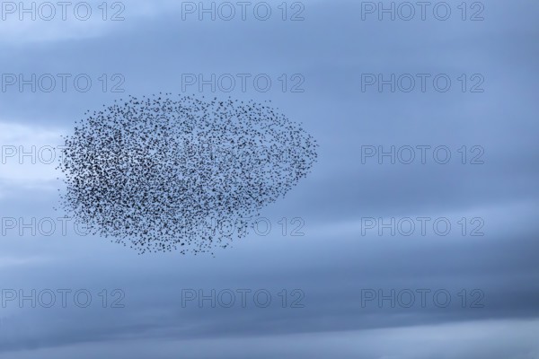 A cloud of starlings (Sturnus vulgaris) in the evening sky, autumn migration, spring migration, bird migration, assembly point, flight formation, Denmark