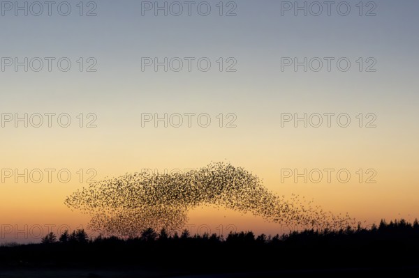 A flock of starlings (Sturnus vulgaris) gathers over the roost in front of sunset, evening mood, evening light, sunset, autumn migration, spring migration, bird migration, gathering place, flight formation, Denmark