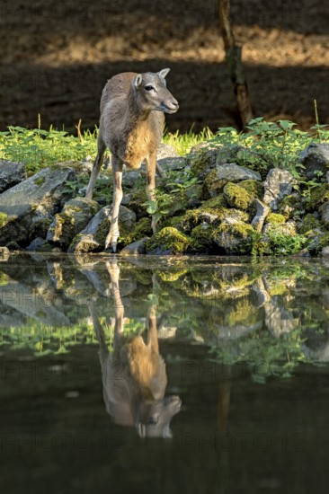 European mouflon (Ovis gmelini musimon), female, mouflon, mouflon drinking water from pond on basalt rock bank at forest edge, reflection in evening light, Vogelsberg, Kälberbachteich, Wildpark Büdingen, Wetterau, Hesse, Germany