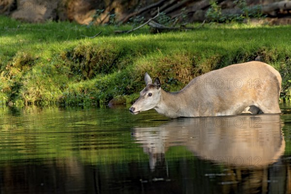 Female red deer (Cervus elaphus), wild deer, doe bathing, swimming on the bank of a pond at the edge of the forest, reflection in the evening light, Vogelsberg, Kälberbachteich, Büdingen Wildlife Park, Wetterau, Hesse, Germany