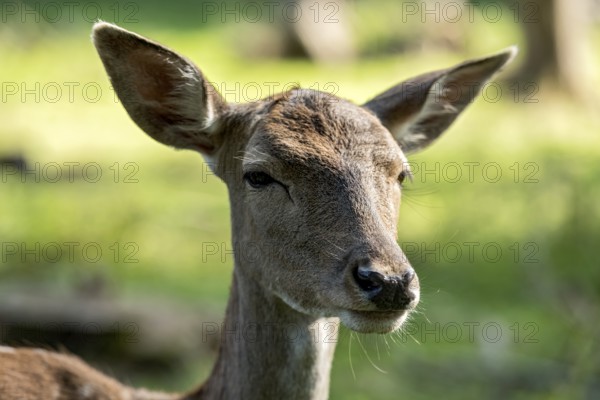 Damson (Dama dama), wild deer, doe observing her surroundings with ears attentively pointing forwards, animal portrait, Vogelsberg, Büdingen Wildlife Park, Wetterau, Hesse, Germany