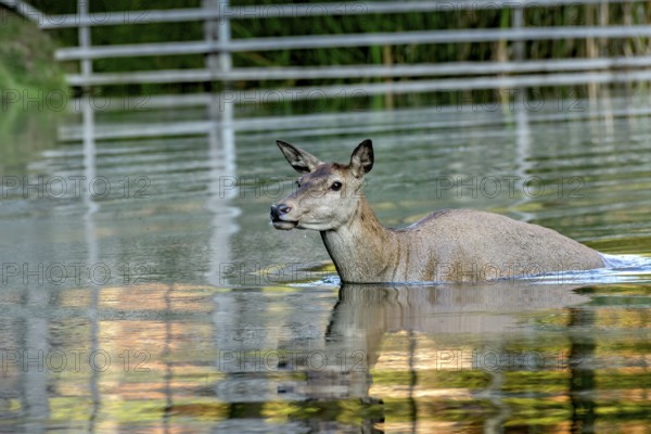 Female red deer (Cervus elaphus), bare deer, doe bathing in pond, Vogelsberg, Kälberbachteich, Büdingen Wildlife Park, Wetterau, Hesse, Germany