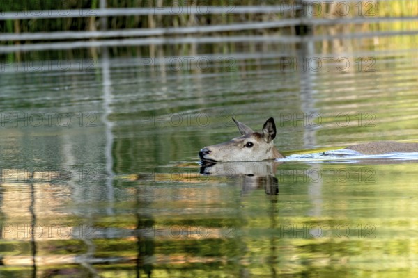 Female red deer (Cervus elaphus), bare deer, doe bathing, swimming through pond, Vogelsberg, Kälberbachteich, Wildpark Büdingen, Wetterau, Hesse, Germany