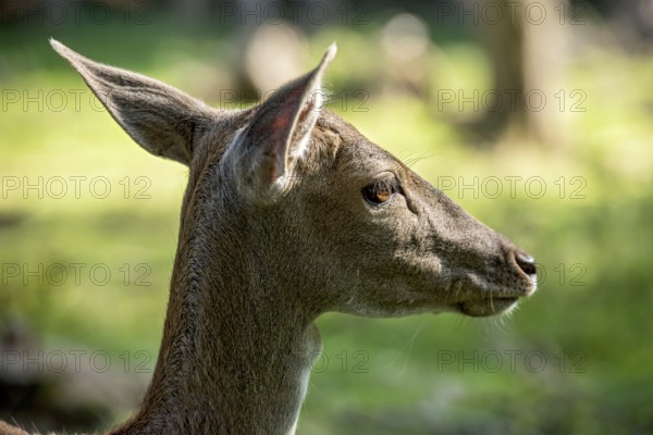 Damson (Dama dama), wild deer, doe observing her surroundings with ears attentively pointing forwards and backwards, animal portrait, Vogelsberg, Büdingen Wildlife Park, Wetterau, Hesse, Germany