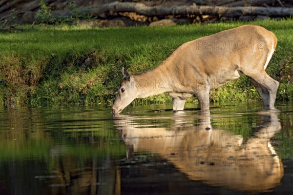 Female red deer (Cervus elaphus), bare deer, doe drinking water, bathing on the bank of a pond at the edge of the forest, reflection in the evening light, Vogelsberg, Kälberbachteich, Büdingen Wildlife Park, Wetterau, Hesse, Germany