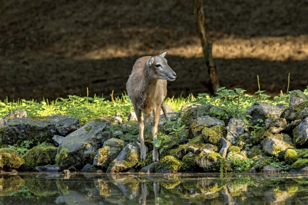 European mouflon (Ovis gmelini musimon), female, mouflon, mouflon drinking water from pond on basalt rock bank at forest edge, reflection in evening light, Vogelsberg, Kälberbachteich, Wildpark Büdingen, Wetterau, Hesse, Germany