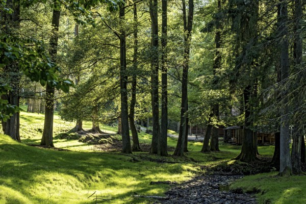 Beech trees (Fagus) against the light, beech forest, forest adventure trail, dream forest, Vogelsberg, Büdingen Wildlife Park, Wetterau, Hesse, Germany