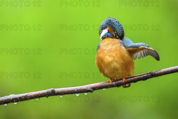 A kingfisher (Alcedo Matthis) sits quietly on a branch while grooming its feathers surrounded by greenery and drops, East Westphalia, North Rhine-Westphalia, Germany