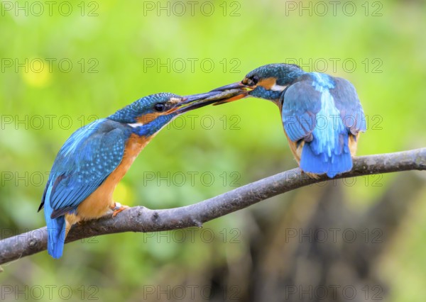 Two kingfishers (Alcedo atthis) during the so-called fish handover the male on the right in the picture hands over fish to the female Mating behaviour Interaction, East Westphalia, North Rhine-Westphalia, Germany