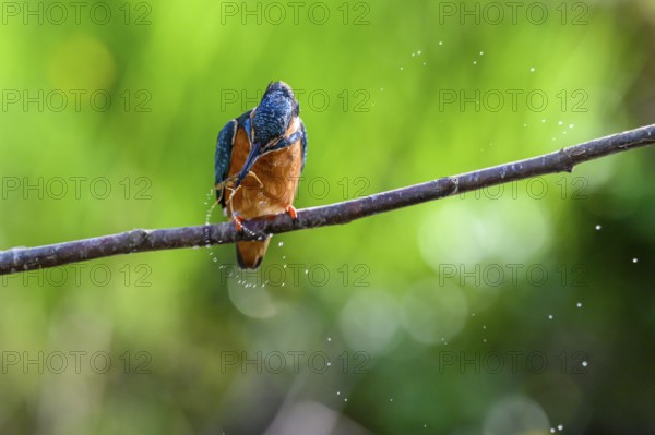 Male kingfisher (Alcedo atthis) with prey in his beak on a branch while water splashes around him, East Westphalia, North Rhine-Westphalia, Germany