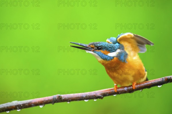 A kingfisher (Alcedo atthis) vigorously waving its wings on a branch, East Westphalia, North Rhine-Westphalia, Germany