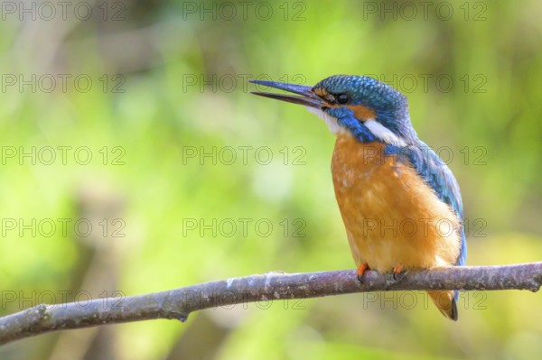 Kingfisher (Alcedo atthis) adult male sitting on a branch, green natural background, East Westphalia, North Rhine-Westphalia, Germany