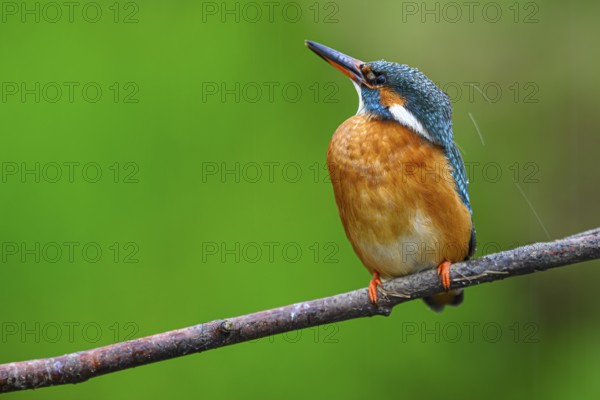 A colourful kingfisher (Alcedo Matthis) sits on a branch against a green background, East Westphalia, North Rhine-Westphalia, Germany