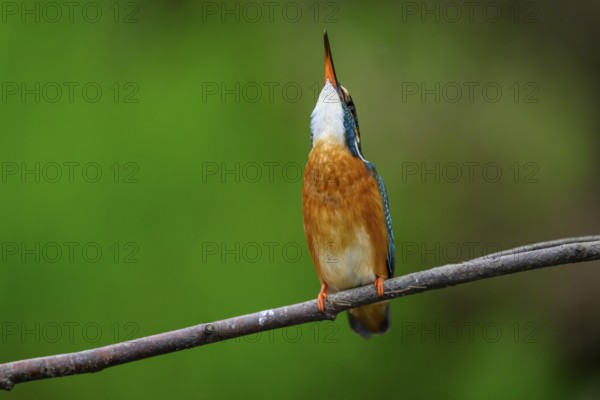 A kingfisher (Alcedo Matthis) looking upwards on a branch, surrounded by green background, East Westphalia, North Rhine-Westphalia, Germany