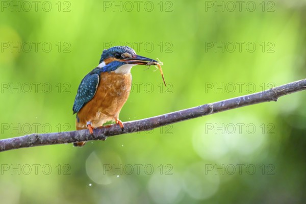 Kingfisher (Alcedo atthis) holding an insect in its beak on a branch, East Westphalia, North Rhine-Westphalia, Germany