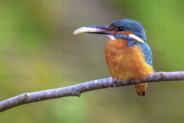 Male kingfisher (Alcedo atthis) with prey in its beak on a branch, East Westphalia, North Rhine-Westphalia, Germany