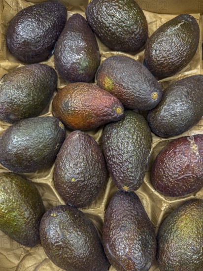 Avocado Avocados Superfood on display from grocery store grocery store grocery store deli supermarket, Germany