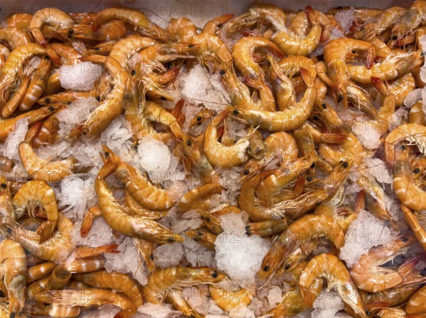 White tiger prawn (Penaeus vannamei) (Whiteleg shrimp vannamei) delicacy from assortment seafood seafood on ice in chilled counter fish counter from fishmonger fishmonger, food trade, wholesale, fish trade, speciality shop, Germany