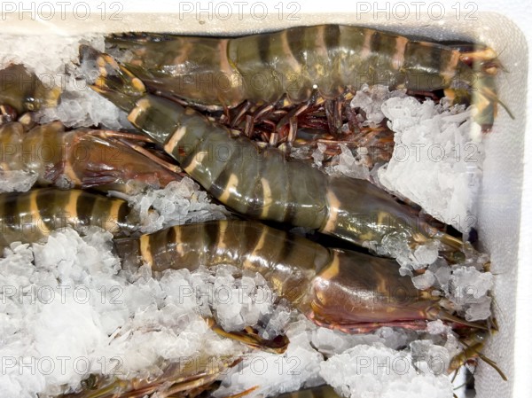 Giant tiger prawn (Penaeus monodon) delicacy from assortment seafood seafood on ice in refrigerated counter fish counter from fishmonger fishmonger, food trade, wholesale, fish trade, speciality shop, Germany