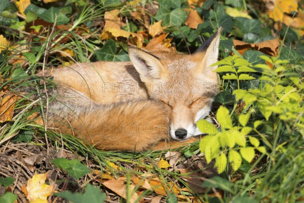 Red fox (Vulpes vulpes) lying peacefully curled up in the sun between grass (Poales) and leaves, Common ivy (Hedera helix), common goutweed (Aegopodium podagraria) and autumn leaves of Norway maple (Acer platanoides), sleeping, eyes closed, forest, forest animal, urban fox in cemetery, fluffy, fur, fox red, fox fur, camouflage, camouflaged, camouflage colouring, cute, dozing, symbolic image for nap, midday nap, taking a break, relaxing, relaxing, sunbathing, Kreuzberg, Berlin, Germany