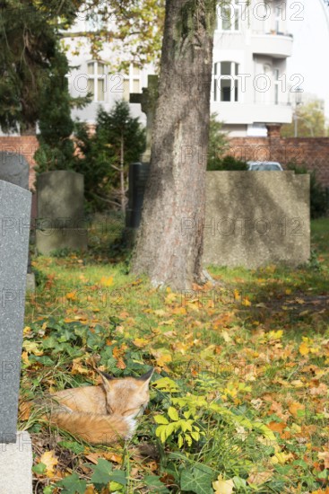 Red fox (Vulpes vulpes) lying peacefully curled up in the sun, grass and autumn leaves, sleeping, closed eyes, animal, forest animal, gravestones, wall, house, houses, dwelling, building, trees, camouflage, camouflaged, camouflage colouring, camouflage colouring, sleep, wild animal, city fox, cemetery, cute, dozing, symbolic image for nap, midday nap, taking a break, relaxation, relaxing, sunbathing, meadow, autumnal, habitat, ecological niche, species protection, stepping stone, biotope, territory, Kreuzberg, Berlin, Germany