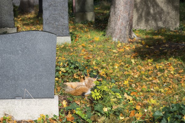 Red fox (Vulpes vulpes) lying peacefully curled up in the sun, grass and autumn leaves, sleeping, closed eyes, animal, forest animal, gravestones and buildings, camouflage, camouflage colouring, camouflage colouring, sleep, wild animal, safety, secure, security, city fox, cemetery, cute, dozing, symbolic image for nap, midday nap, taking a break, relaxation, relaxing, sunbathing, meadow, autumnal, habitat, ecological niche, species protection, stepping stone, biotope, territory, Kreuzberg, Berlin, Germany