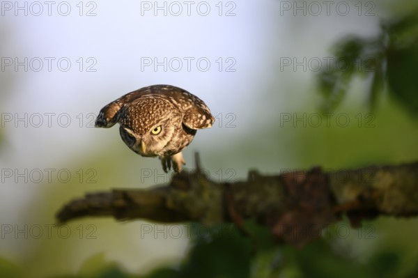 Flying Little Owl (Athene noctua) on a branch in a green, natural background, Teutoburg Forest, Lower Saxony, Germany