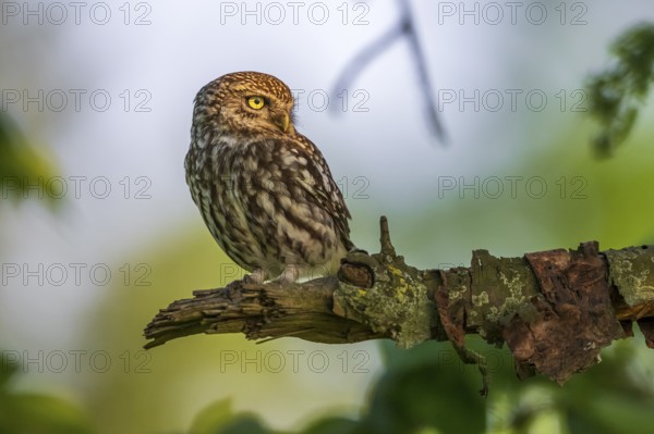 A little owl (Athene noctua) sits quietly on a branch, surrounded by a green background, Teutoburg Forest, Lower Saxony, Germany