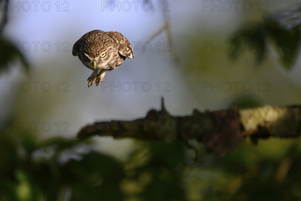 A little owl (Athene noctua) flies in a gloomy setting with strong shadows, Teutoburg Forest, Lower Saxony, Germany