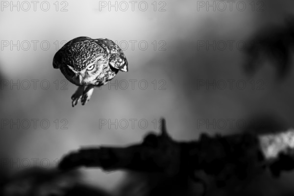 A little owl (Athene noctua) flies in a gloomy black and white setting with strong shadows, Teutoburg Forest, Lower Saxony, Germany