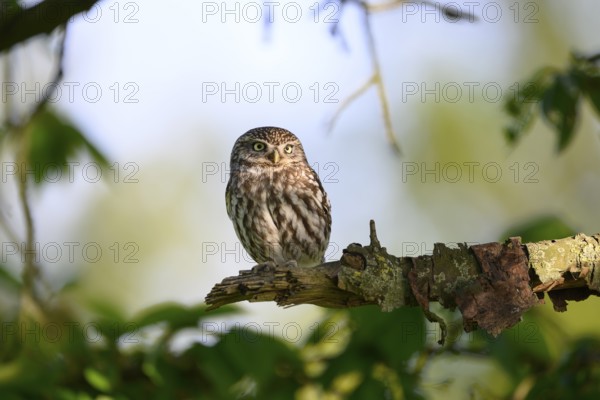 A little owl (Athene noctua) sitting on a branch in daylight, surrounded by green foliage, Teutoburg Forest, Lower Saxony, Germany