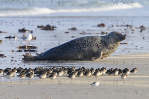 A group of sandpipers (Calidris maritima) roosting in front of a large grey seal (Halichoerus grypus) on the beach, surrounded by birds and seascape, Heligoland, Schleswig-Holstein, Germany
