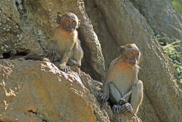 Rhesus monkeys, Wat Suwannakhuha monastery, Phangnga Bay, Ko Phuket, Thailand, December 2002, vintage, retro, old, historic