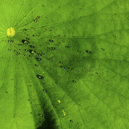 Morning dew on a lotus leaf, lotus effect, Bali, Indonesia