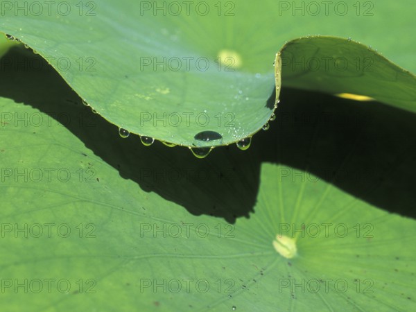Morning dew pearls from a lotus leaf, Loptus effect, Bali, Indonesia
