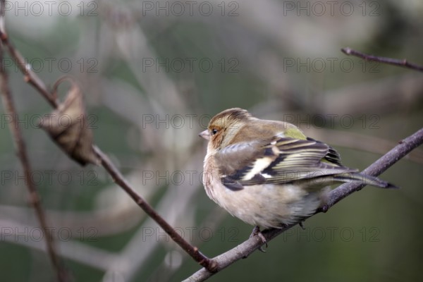Chaffinch (Fringilla coelebs), male, winter plumage, close-up, twig, Germany, In winter the plumage of the male chaffinch is less coloured