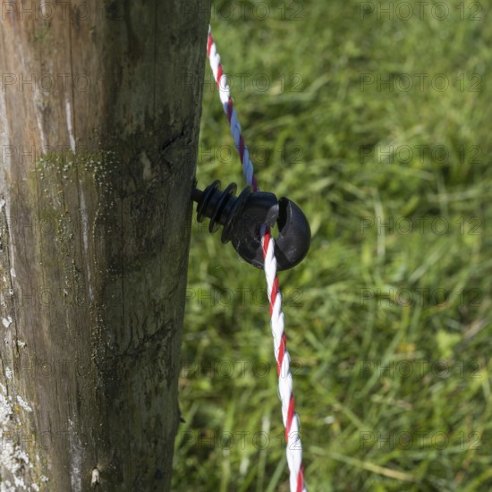 Insulator on an electric fence, willow fence, detail, Upper Bavaria, Bavaria, Germany