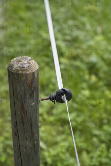 Insulator on an electric fence, willow fence, detail, Upper Bavaria, Bavaria, Germany