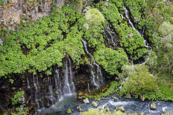 Evergreen backdrop with small waterfalls and rocky elements, Dashbashi Gorge and Waterfall, Khrami River, Tsalka Nature Reserve, Kartli, Georgia
