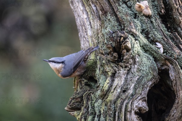 Nuthatch (Sitta europaea), Emsland, Lower Saxony, Germany
