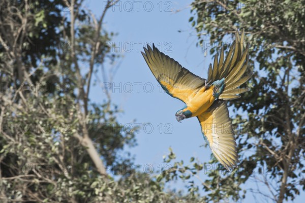 Blue-fronted Macaw (Ara glaucogularis), Loro Park, Tenerife, Spain