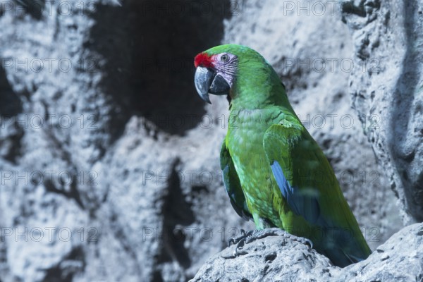 Military macaw (Ara militaris), Loro Park, Tenerife, Spain
