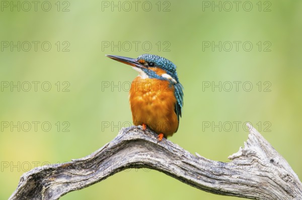 Common kingfisher (Alcedo atthis) sitting on an old wooden branch in late summer, wildife, Bavaria, Germany