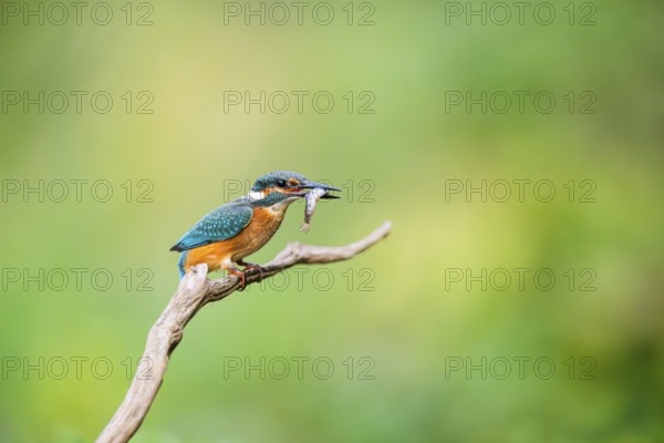 Common kingfisher (Alcedo atthis) sitting on an old wooden branch eating his fresh cought fish in late summer, wildife, Bavaria, Germany