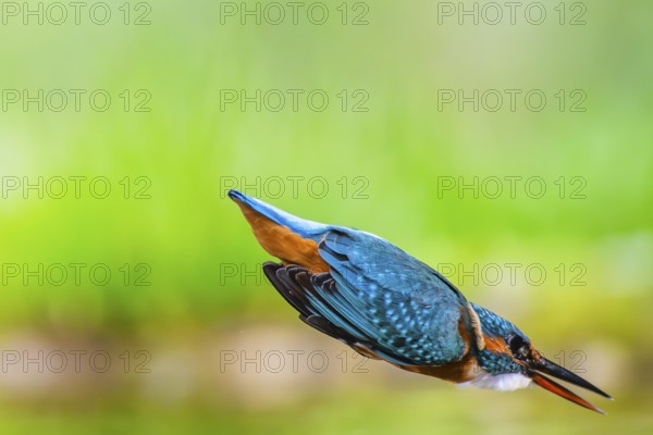 Common kingfisher (Alcedo atthis) flying into the water hunting for fish in late summer, wildife, Bavaria, Germany