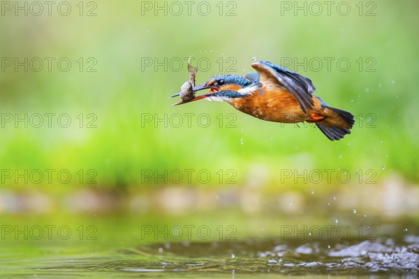 Common kingfisher (Alcedo atthis) flying out of the water with a fresh cought fish in his beak in late summer, wildife, Bavaria, Germany