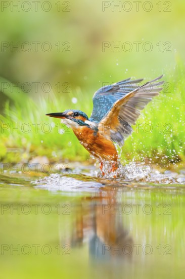 Common kingfisher (Alcedo atthis) flying out of the water after a unsuccessful hunt in late summer, wildife, Bavaria, Germany