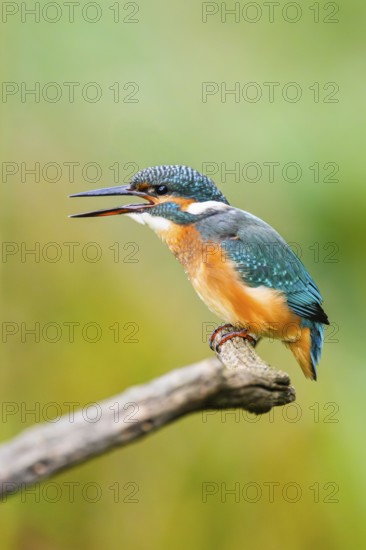 Common kingfisher (Alcedo atthis) sitting on an old wooden branch eating his fresh cought fish in late summer, wildife, Bavaria, Germany